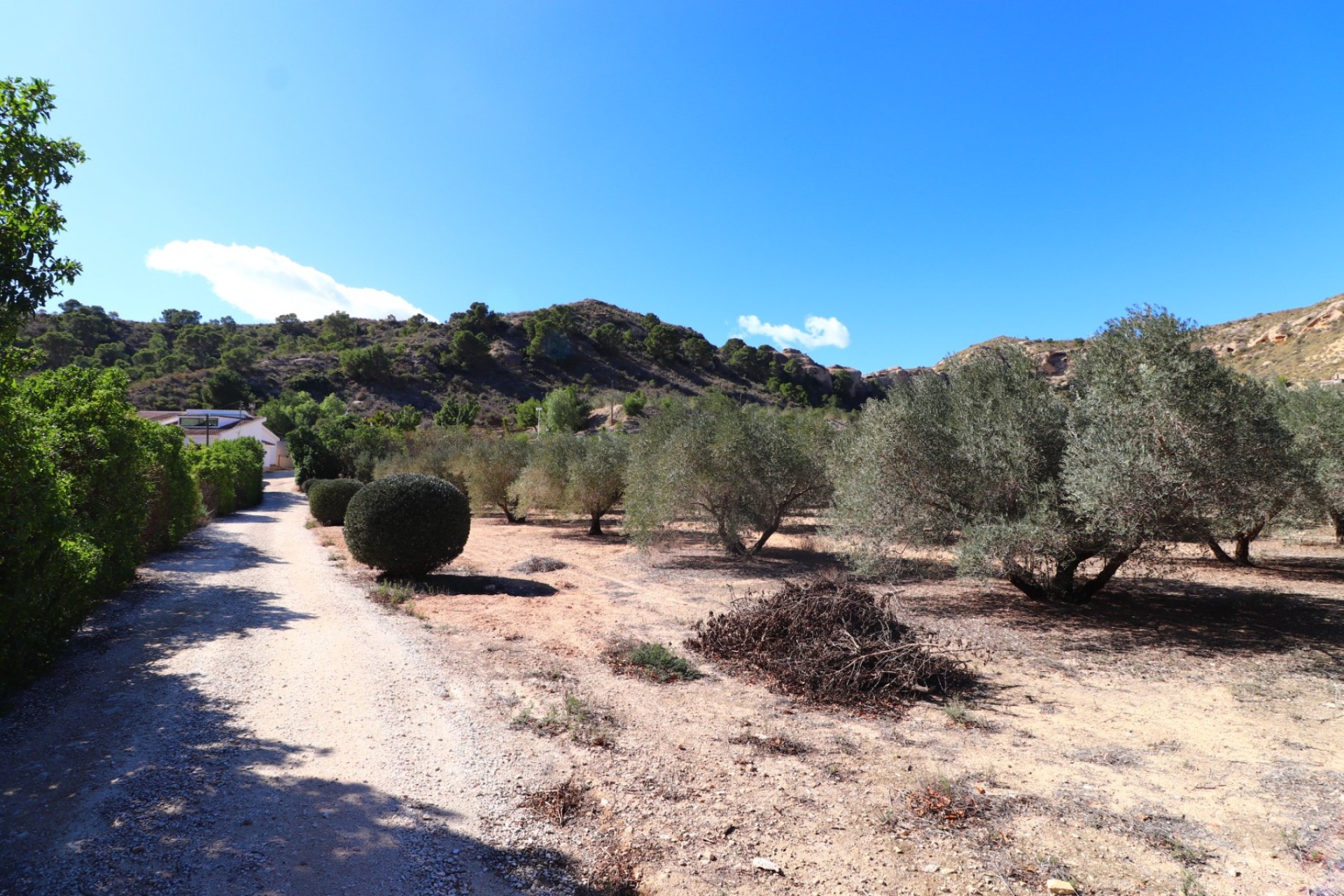 Resale - Finca -
Aspe - Aspe - Country