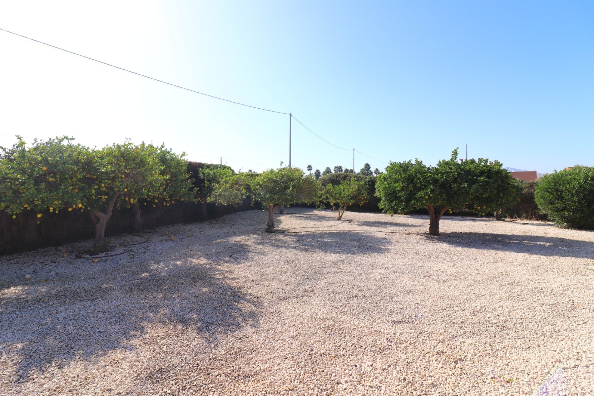 Resale - Finca -
Catral - Catral - Country