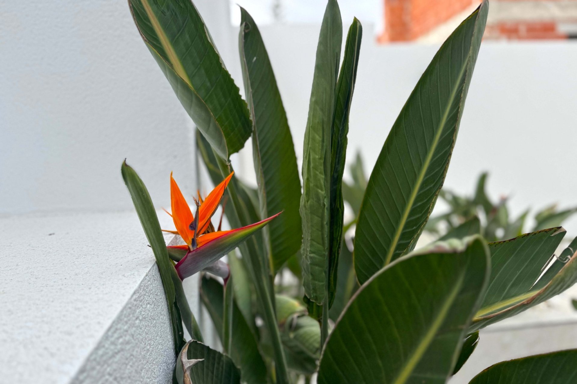 Resale - Villa -
Torrevieja - Los Balcones - Los Altos del Edén