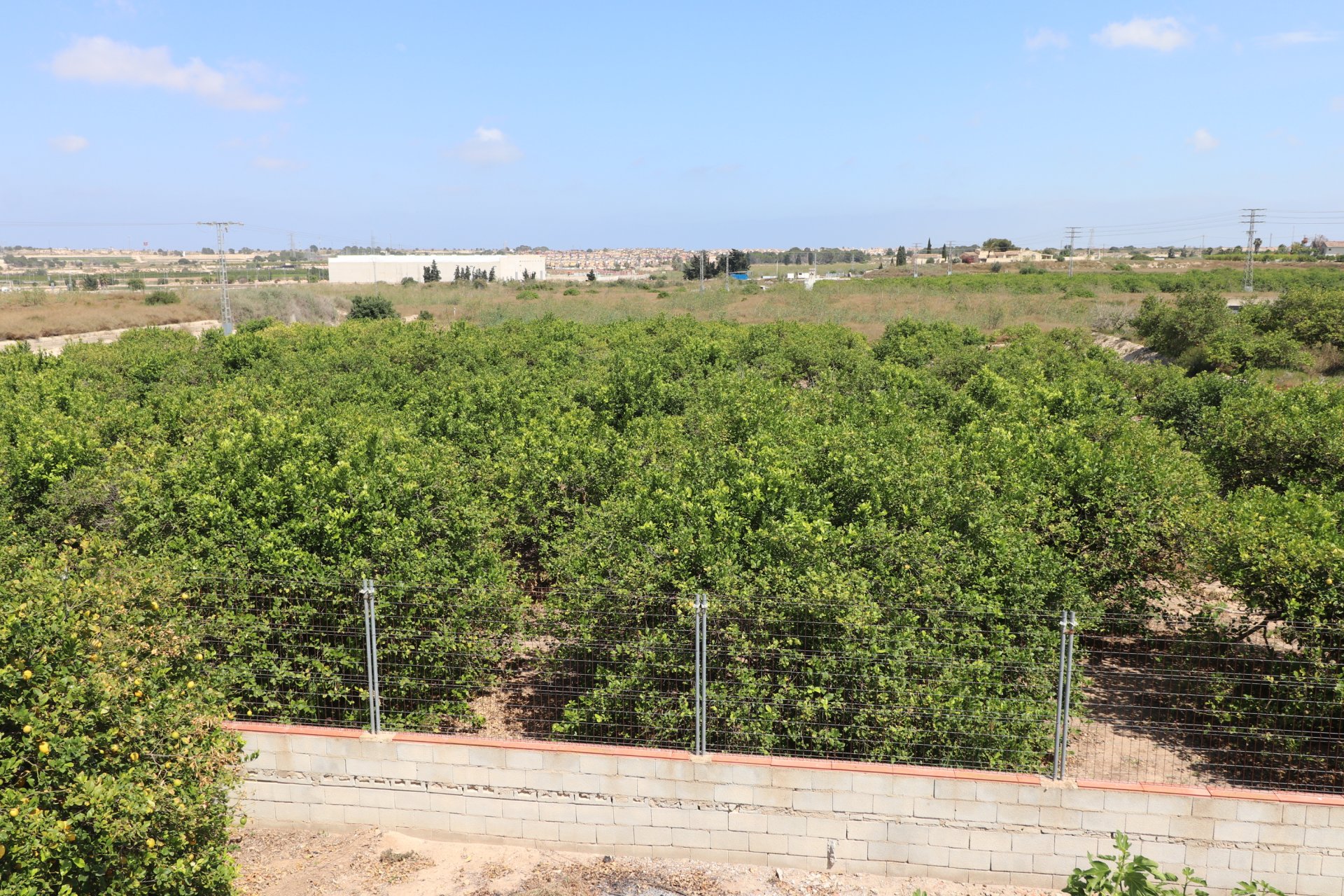 Reventa - Finca -
Algorfa - Algorfa - Country