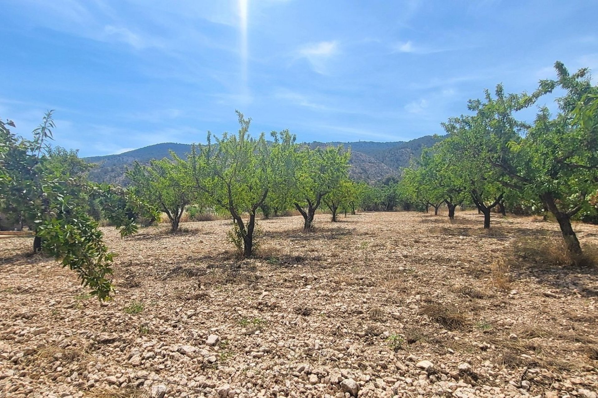 Reventa - Finca -
Hondon - Hondon de Las Nieves