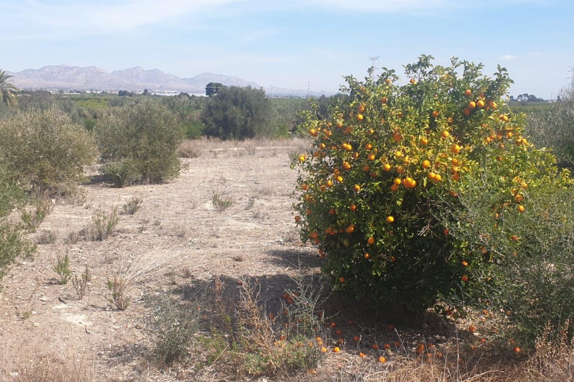 Reventa - Terreno -
Benferri - HUERTA PUEBLO