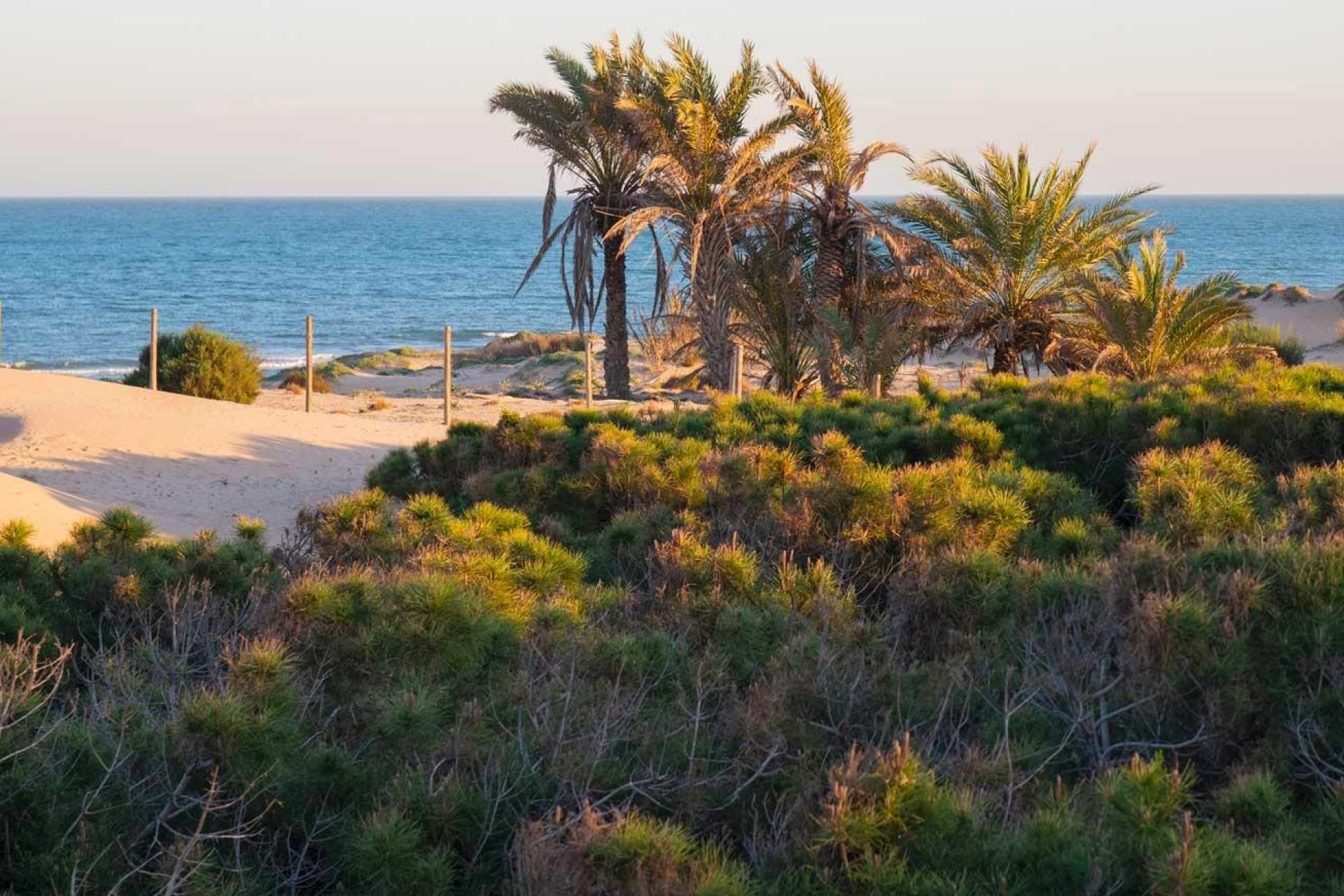 Rynek pierwotny - Mieszkanie  -
Guardamar del Segura - Avda del Puerto