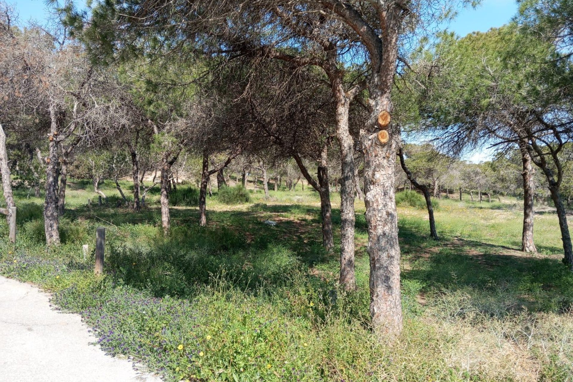 Rynek wtórny - Bungalowy -
Guardamar del Segura - Urbanizaciones