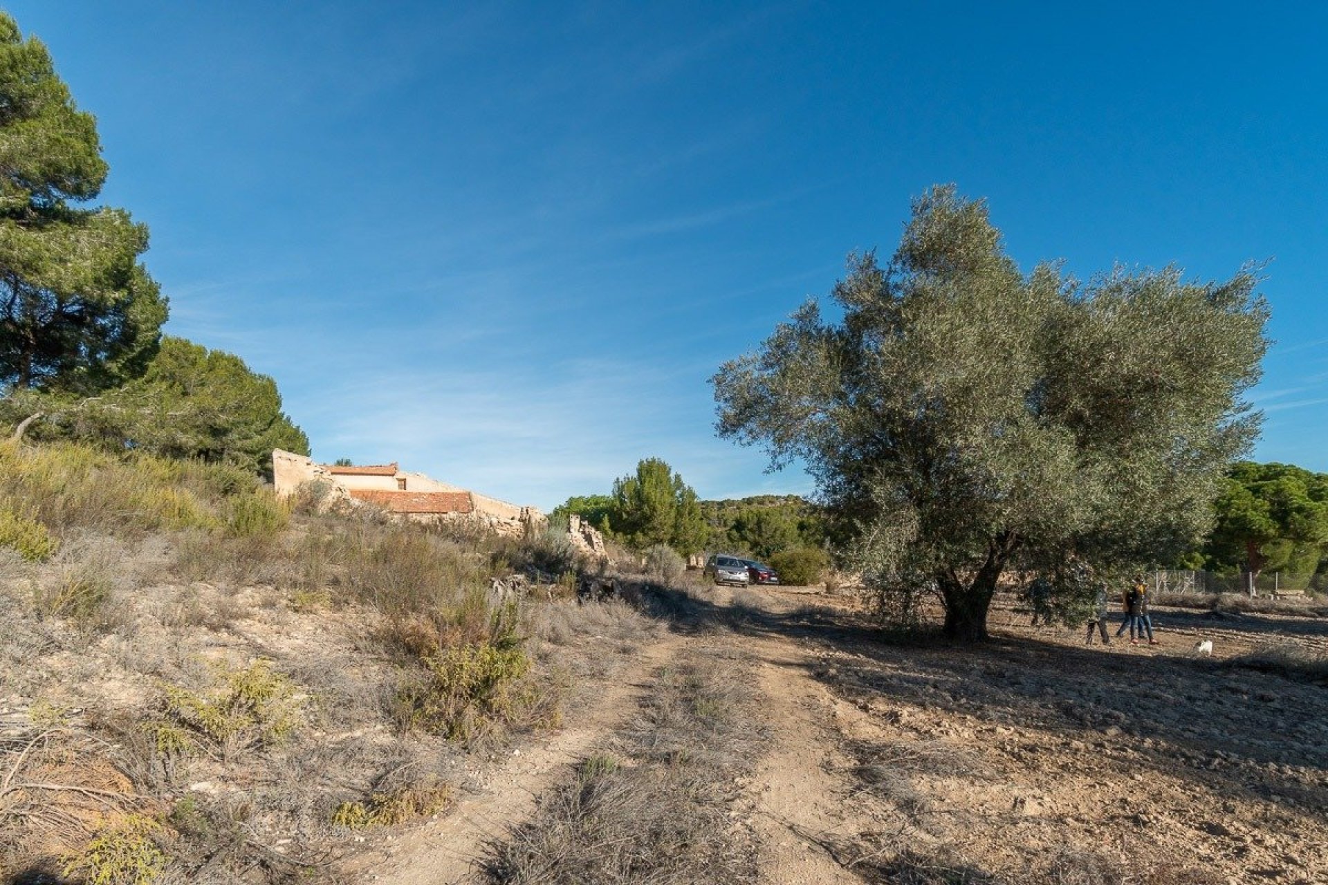 Rynek wtórny - Finca -
Pilar de la Horadada - Pinar de la Perdiz