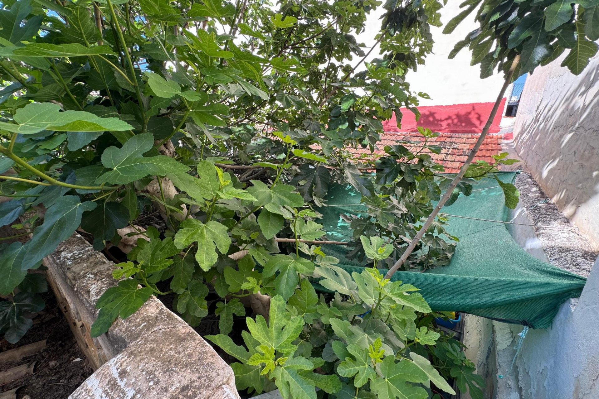 Rynek wtórny - Mieszkanie  -
Benejúzar