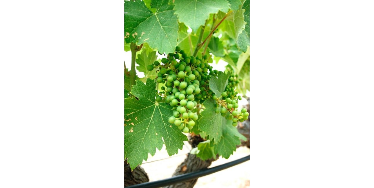 New Build - Villa -
Yecla