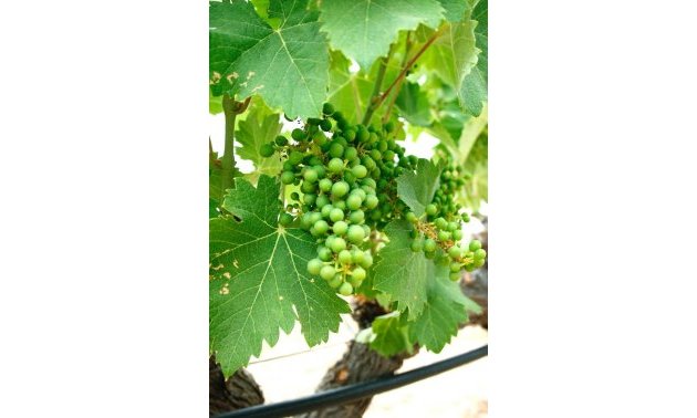 New Build - Villa -
Yecla