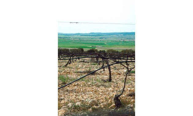 New Build - Villa -
Yecla