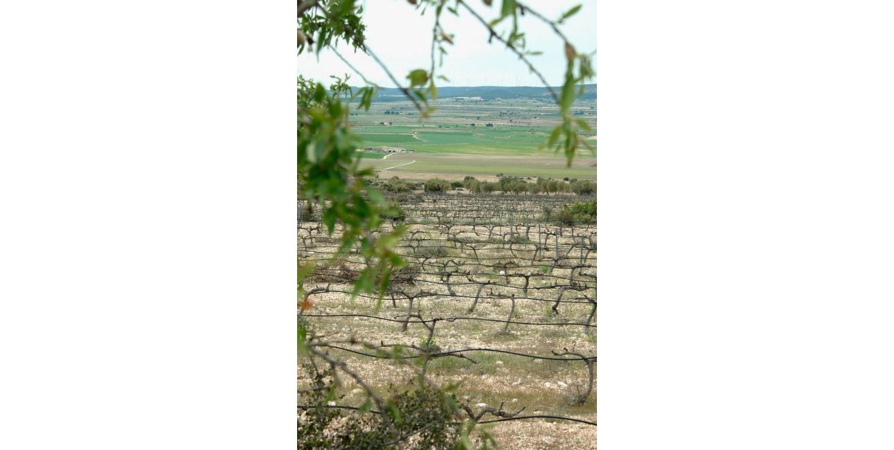 New Build - Villa -
Yecla