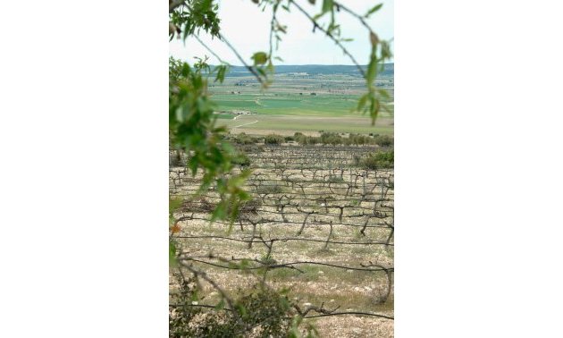 New Build - Villa -
Yecla