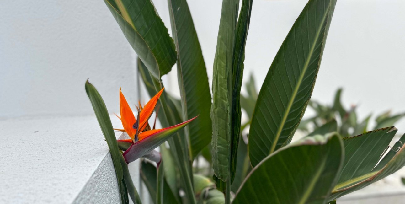 Resale - Villa -
Torrevieja - Los Balcones - Los Altos del Edén