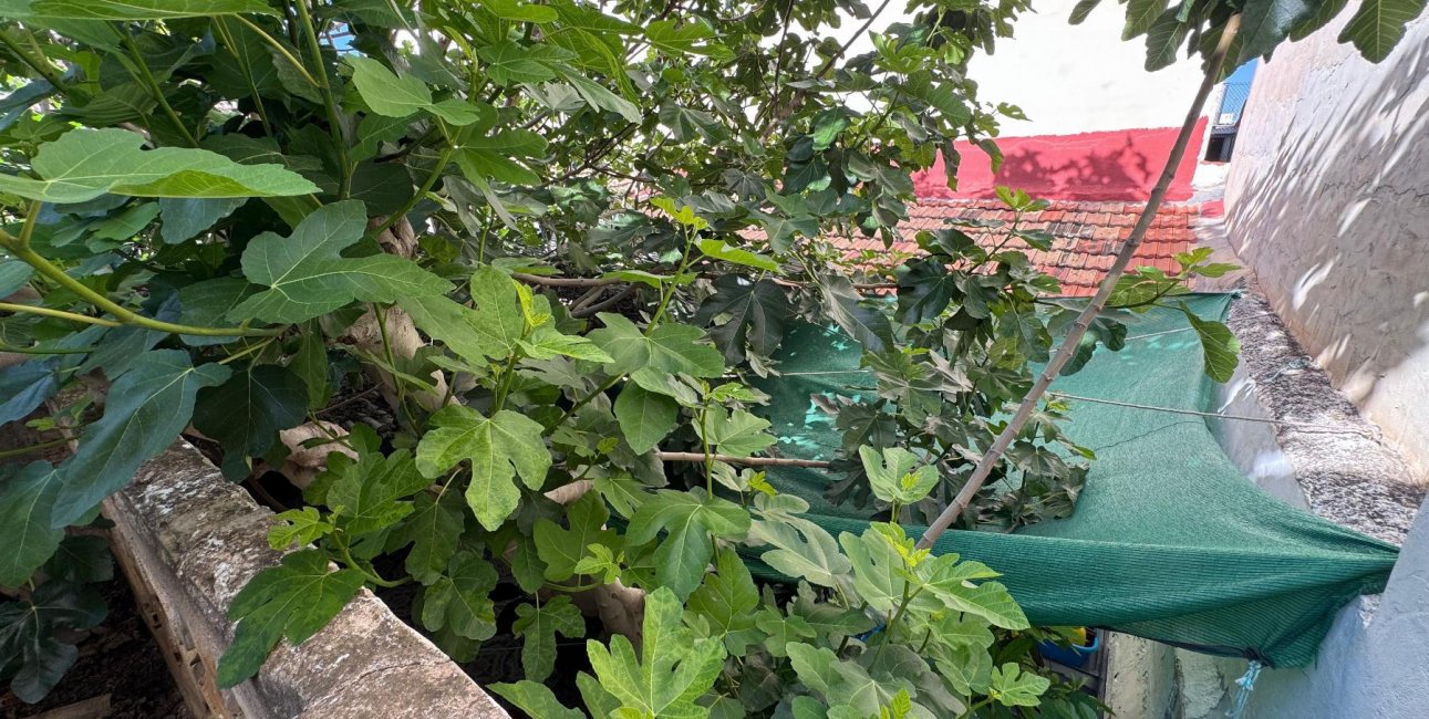 Rynek wtórny - Mieszkanie  -
Benejúzar