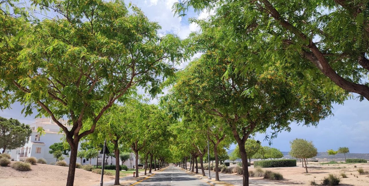 Rynek wtórny - Mieszkanie  -
Hacienda Riquelme Golf Resort - Hacienda Riquelme Golf Resort - Centre