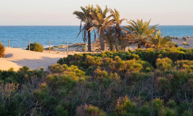 New Build - Apartment / flat -
Guardamar del Segura - Avda del Puerto