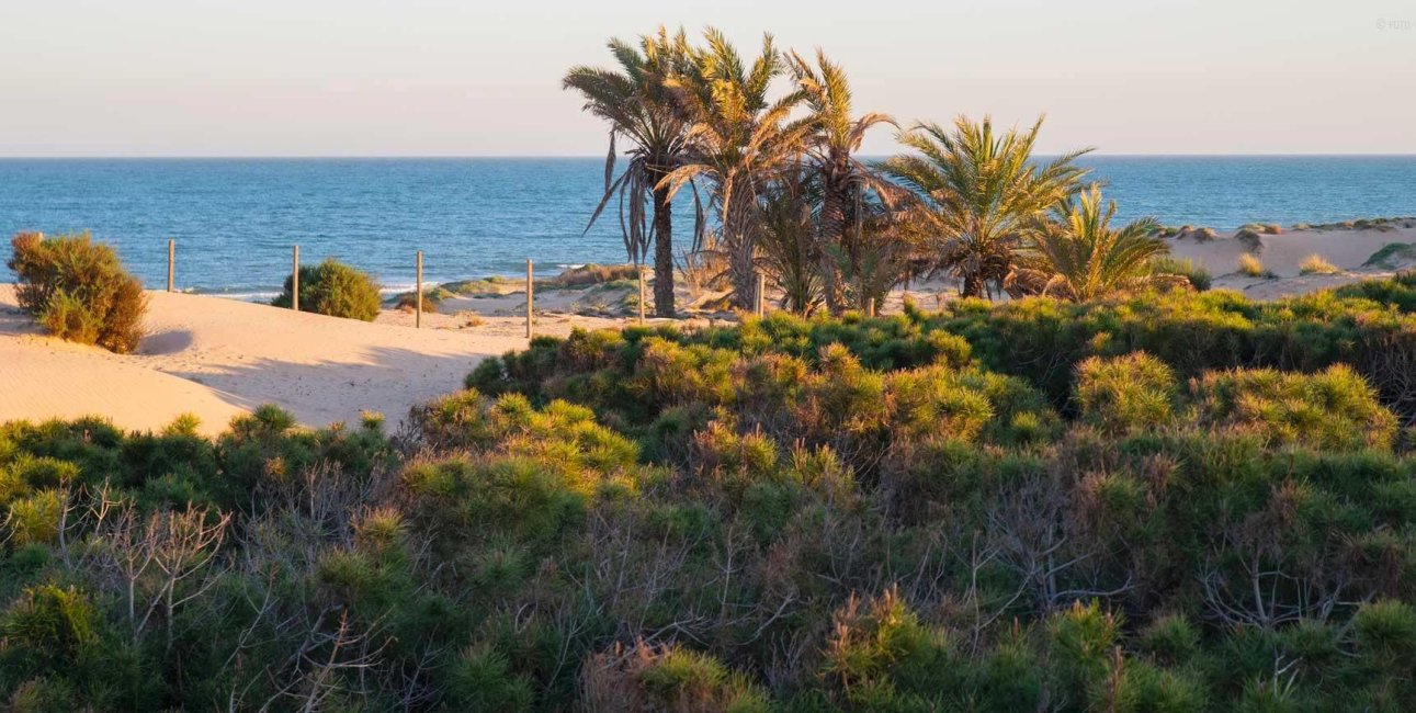 Rynek pierwotny - Penthouse -
Guardamar del Segura - Avda del Puerto