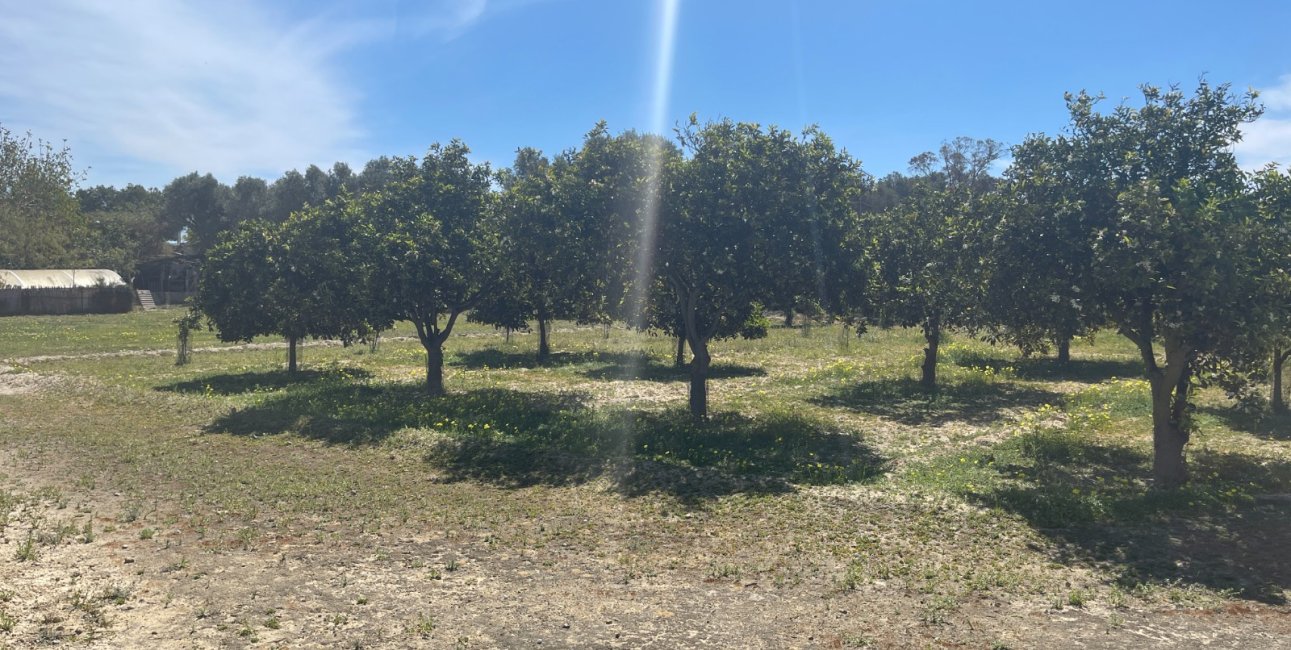 Reventa - Finca -
Rojales - Rojales - Country