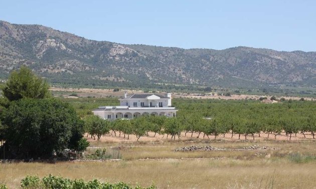 New Build - Villa -
Pinoso - Camino Del Prado
