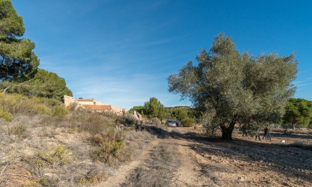 Rynek wtórny - Finca -
Pilar de la Horadada - Pinar de la Perdiz