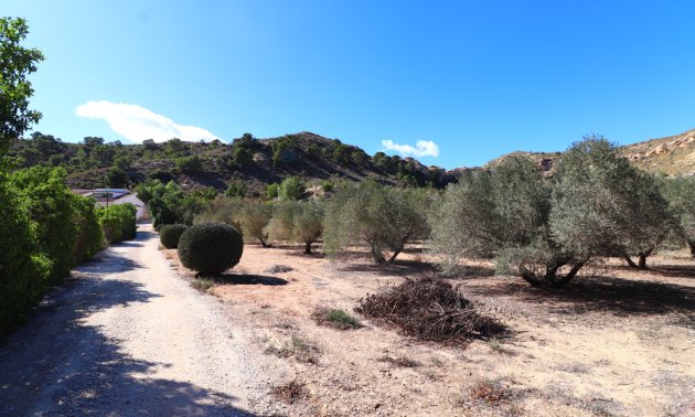 Rynek wtórny - Finca -
Aspe - Aspe - Country